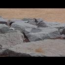 Ein Waran auf den Steinen der Strandbefestigung